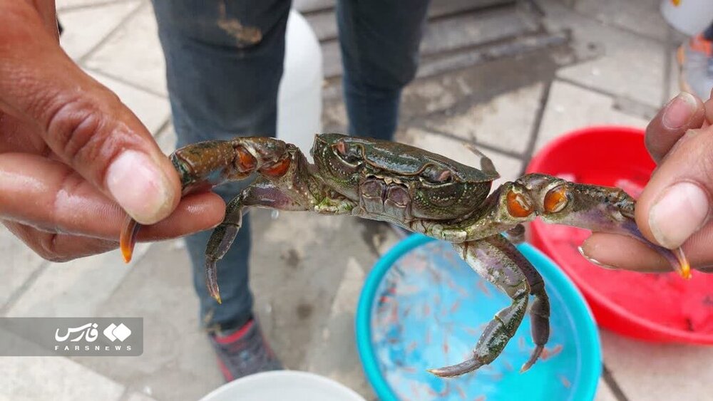 عجیب اما واقعی؛ تزئین سفره با چند موجود باورنکردنی!/ عکس