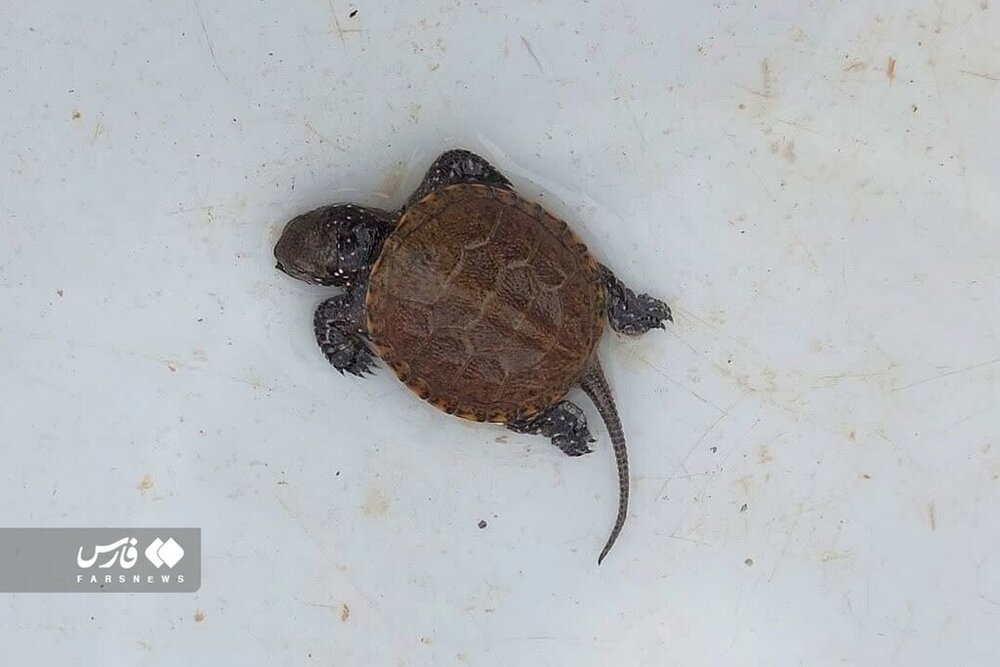 عجیب اما واقعی؛ تزئین سفره با چند موجود باورنکردنی!/ عکس