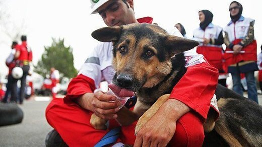 تربیت سگ‌های موادیاب در ایران 