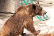 ببینید | جزئیات هولناک از حمله مرگبار خرس قهوه‌ای به نگهبان در اصفهان