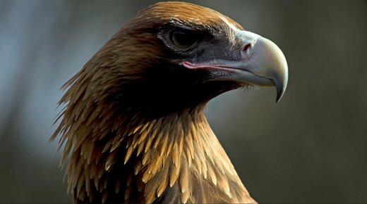 عقابی که قادر به شکار کانگورو بود! / عکس
