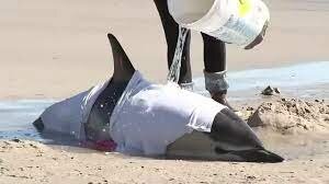 فیلم | چرا در ساحل نیوجرسی به ۶ دلفین تیر خلاص زدند؟