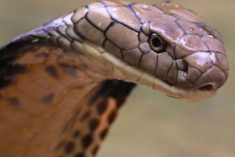 دعا کنید سر و کله این مارهای شمالی پیدا نشود!/ عکس