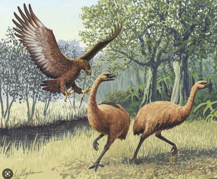 عقابی که قادر به شکار کانگورو بود! / عکس