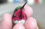 ببینید | پرنده‌ای شگفت‌انگیز با تغییر ۶۲ رنگ در دقیقه!
