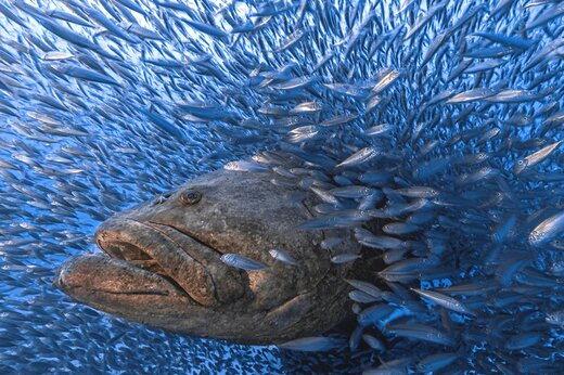 ببینید | تکنیک جادویی یک ماهی برای خوردن صدها ماهی در یک ثانیه؛ جاروبرقی دریایی!