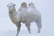 ببینید |‌ یخ زدن شترهای دوکوهانه در دمای  منفی ۳۰ درجه
