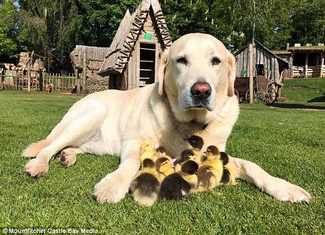 عکس| این سگ پدرخوانده 9 جوجه اردک شده است