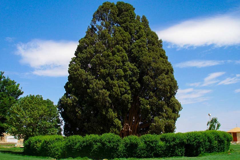 سرو 4 هزار ساله یا «سرو زرتشت» کجاست؟/ عکس 2