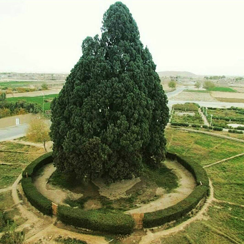 سرو 4 هزار ساله یا «سرو زرتشت» کجاست؟/ عکس 3