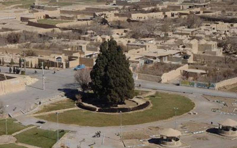 سرو 4 هزار ساله یا «سرو زرتشت» کجاست؟/ عکس 4