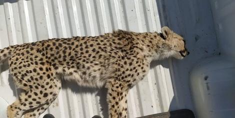«ماجراد» باردار بود / 4 یوز ایرانی را از دست دادیم / عکس 2