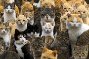 ببینید | سخنرانی یک مرد ترکیه‌ای برای گربه‌ها درباره ماه رمضان
