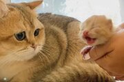 ببینید | محبت مادرانه گربه برای نوزاد خود