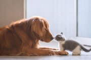 ببینید | زندگی مسالمت‌آمیز یک گربه و بچه‌هایش در کنار دو سگ غول پیکر