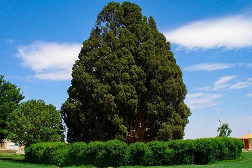سرو 4 هزار ساله یا «سرو زرتشت» کجاست؟/ عکس