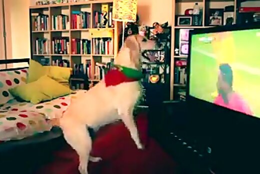 ببینید | واکنش بامزه سگ هوادار فوتبال به گلزنی تیم محبوبش