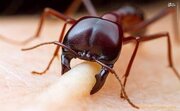 ببینید | تاکتیک شگفت‌انگیز مورچه‌ها برای جلوگیری از غرق شدن
