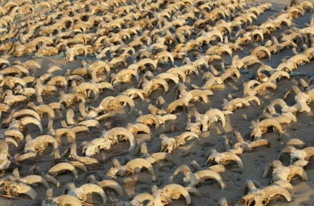کشف 2 هزار کله مومیایی شده در معبد فرعون بزرگ! / عکس