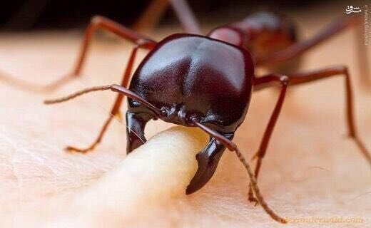 عکس| تصویری جالب و دیده نشده از لحظه گاز گرفتن مورچه از انسان