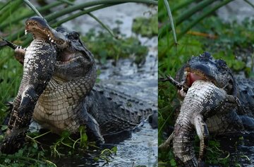تمساح هم‌نوع‌خوار با لذت تمساح دیگری را می‌خورد!/ عکس