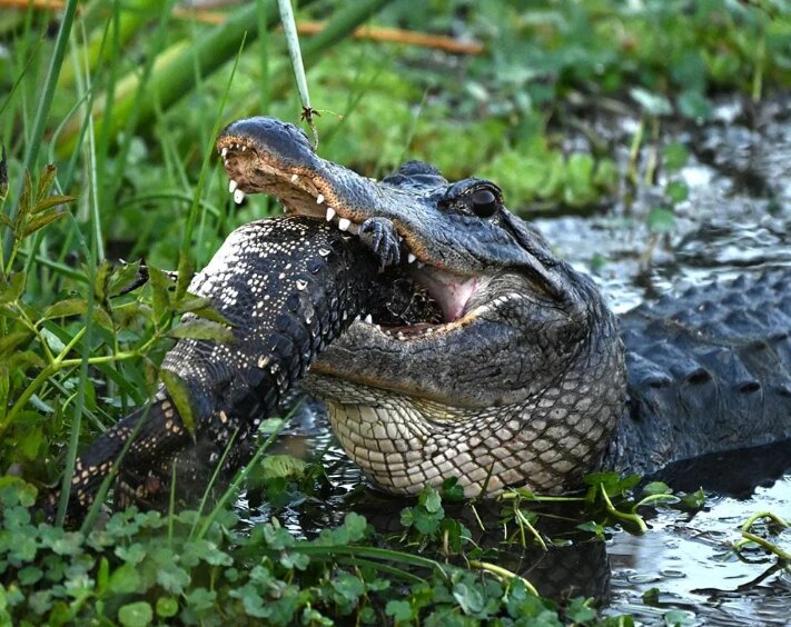 تمساح هم‌نوع‌خواری که با لذت تمساح دیگری را می‌خورد!/ عکس