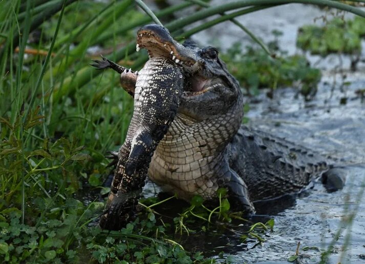 تمساح هم‌نوع‌خوار با لذت تمساح دیگری را خورد!