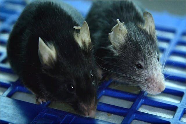 ترکیبی که میتواند باعت کند شدن روند پیری شود