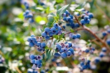 شهر بلوبری ایران کجاست؟ شهر بلوبری ایران کجاست؟