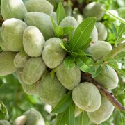 نهال بادام خوشه‌ای؛ یک گزینه مناسب و متفاوت برای باغ بادام