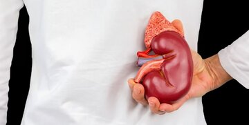 روش جدیدی برای پیشگیری و درمان بیماریهای کلیوی روش جدیدی برای پیشگیری و درمان بیماریهای کلیوی