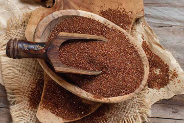 خواص بی نظیر خاکشیر برای این عضو حیاتی بدن خواص بی نظیر خاکشیر برای این عضو حیاتی بدن