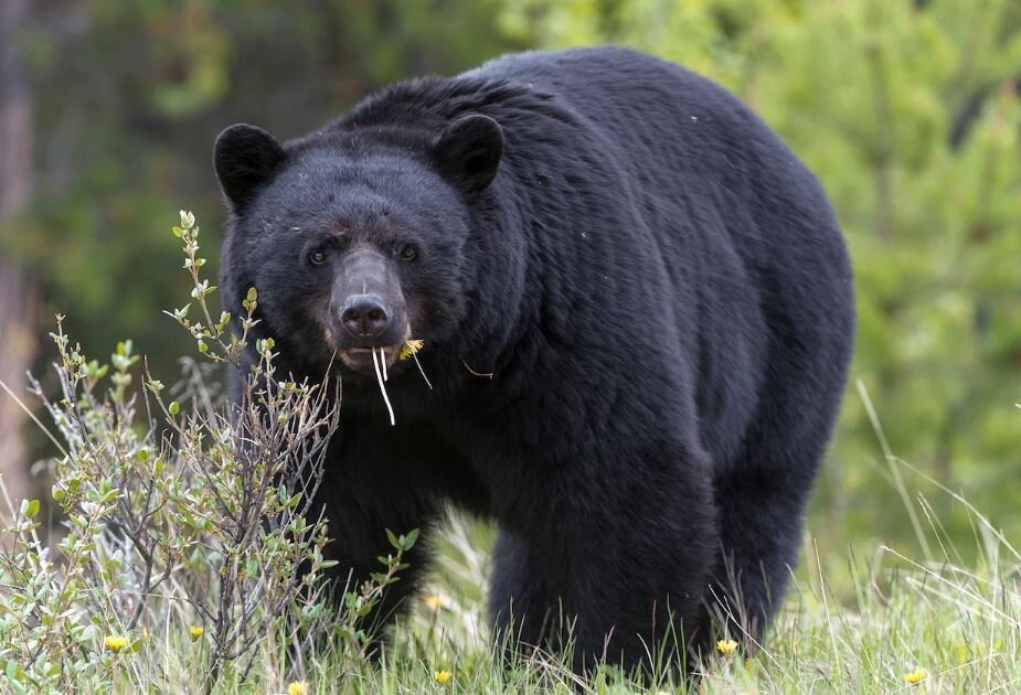 مرگ دردناک خرس سیاه به دلیل مصرف مواد مخدر/ پابلو اسکوبار جنگل!