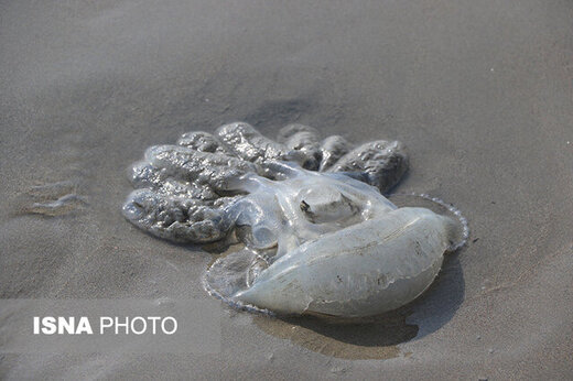 ۵۵۰ مورد گزیدگی عروس دریایی در ساحل چابهار ۵۵۰ مورد گزیدگی عروس دریایی در ساحل چابهار
