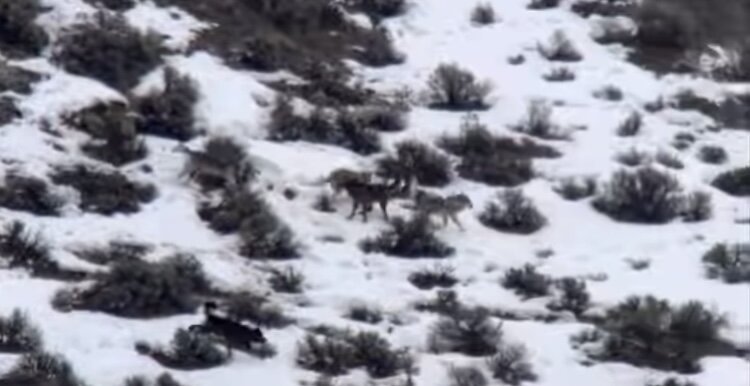 گرگهایی که خودی میکشند/ عکس