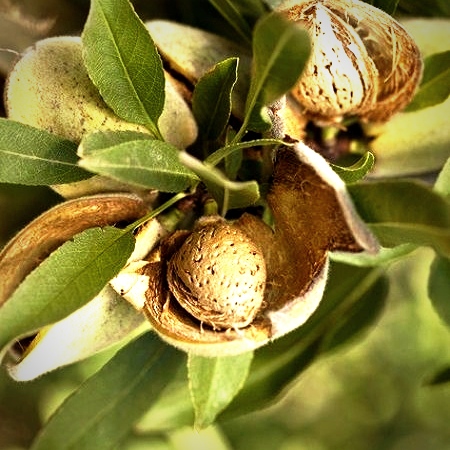 نکاتی مهم قبل از احداث باغ بادام که باید بدانید