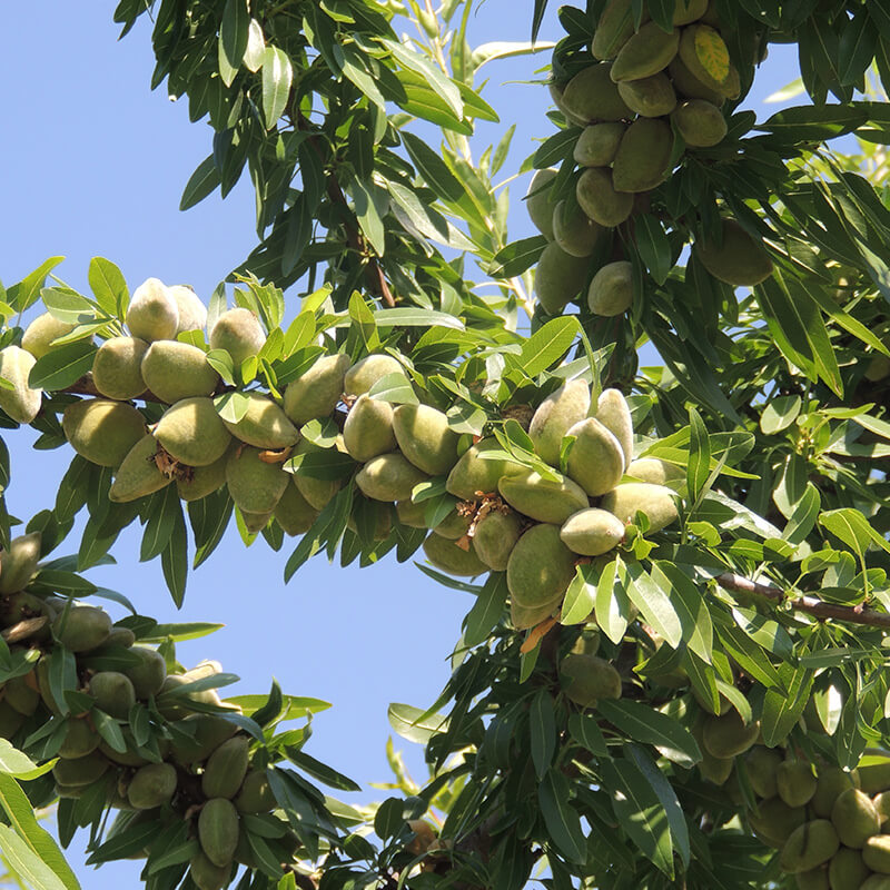 نکاتی مهم قبل از احداث باغ بادام که باید بدانید