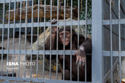 عاقبت شامپانزه‌های باغ وحش ارم چه شد؟