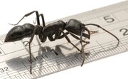 عکس| این مورچه غول‌پیکر، بزرگ‌ترین بر روی کره‌ زمین است!