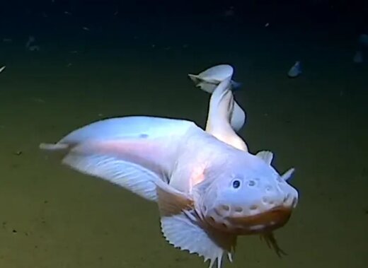 رکوردشکنی یک ماهی شگفت‌انگیز در مقابل دوربین در عمق باورنکردنی ۸ کیلومتری دریا!/ عکس