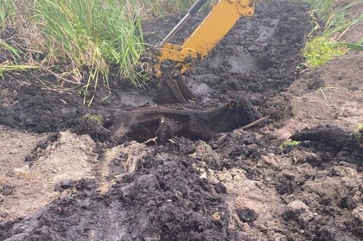 عکس| گاوی که ۲۴ ساعت در گلولای گیر افتاده بود! عکس| گاوی که ۲۴ ساعت در گلولای گیر افتاده بود!