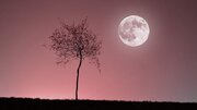 امشب «ماه صورتی» را در آسمان ببینید