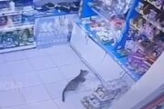 ببینید | دزدی بامزه یک گربه از سوپرمارکت