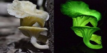درخشش خیره‌کننده موجودی زنده در تاریکی شب!/ رازی که ارسطو هم می‌خواست بداند/ عکس