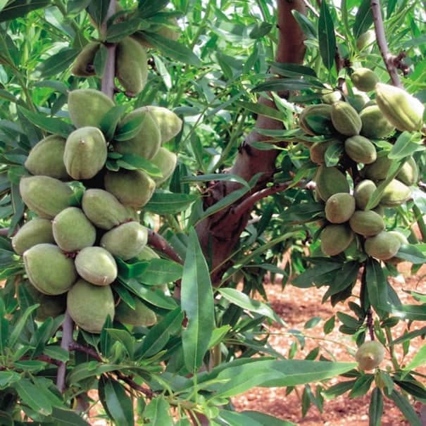 کدام نهال بادام در چه منطقه از ایران سودآور است؟