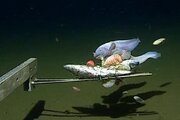 ببینید | کشف یک ماهی عجیب  در عمق ۸۳۳۶ متری اقیانوس آرام