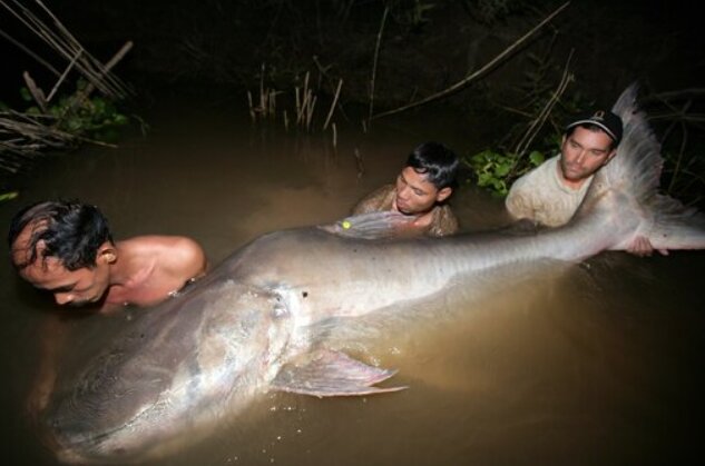شکار غول‌ماهی ۴ متری در تایلند/ عکس