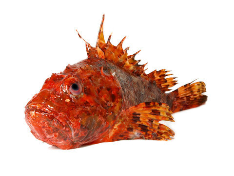 عکس | پای خود را به هیچوجه بر روی این جانوران عجیب دریایی نگذارید!