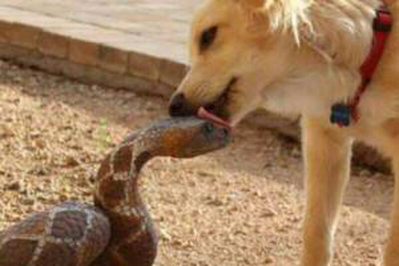 ببینید | نیش خوردن سگ توسط مار در حین شکار