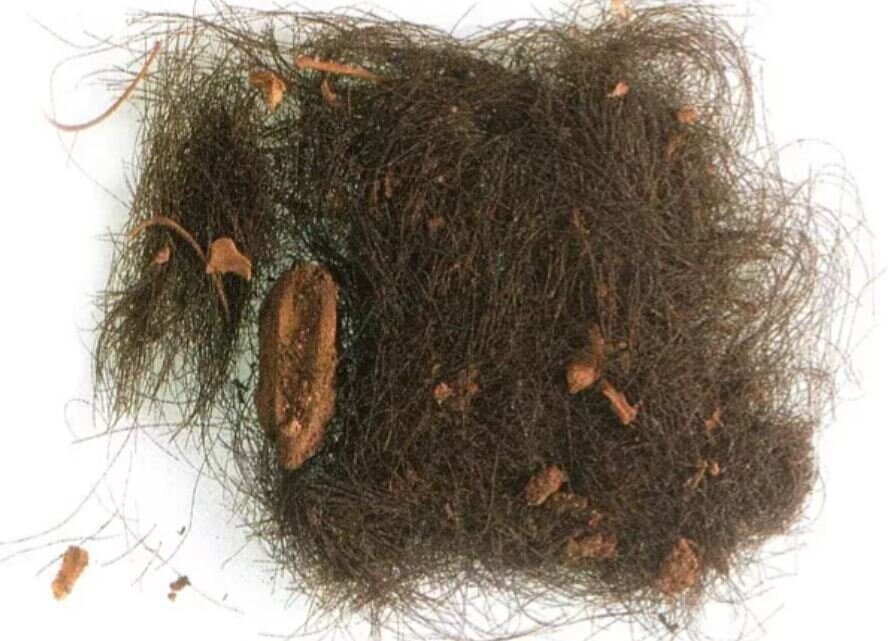 عکس| انسانهای ۳ هزار سال قبل معتاد بودند؟/ کشف مخدر لابهلای مو